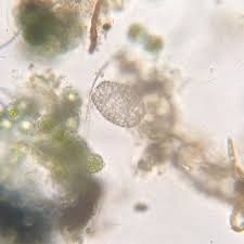Colepidae