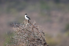 Lanius dorsalis
