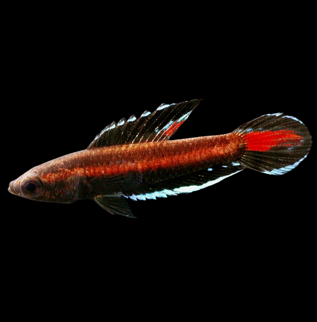 Gourami réglisse à queue ornée (Parosphromenus ornaticauda)