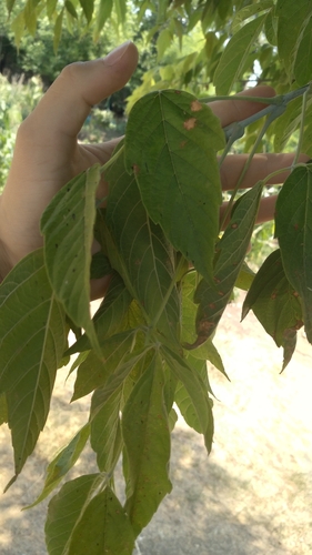box elder