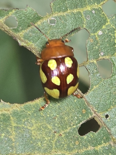 Platyphora aestuans