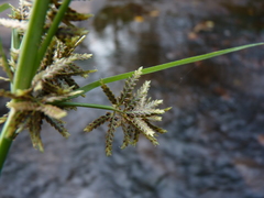 Cyperus flavicomus