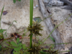Cyperus flavicomus