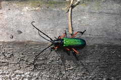 Deltaspis rubriventris