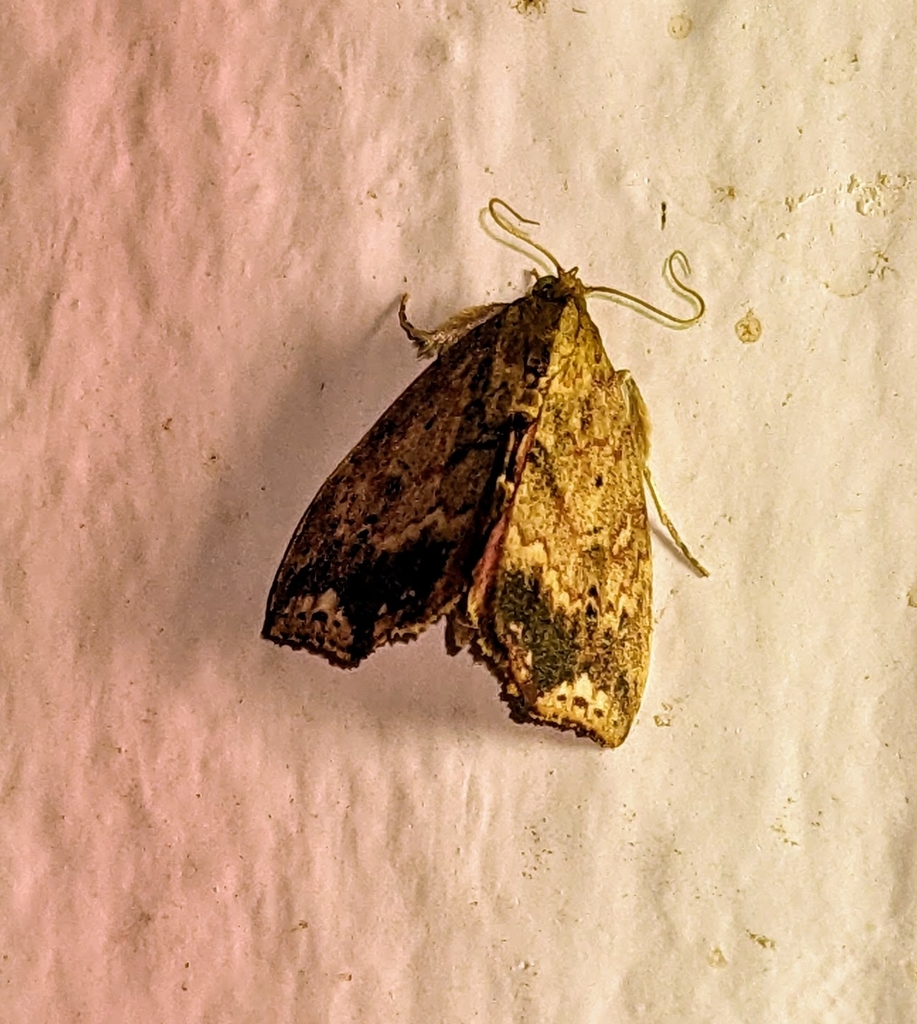 Tipasa eubapta
