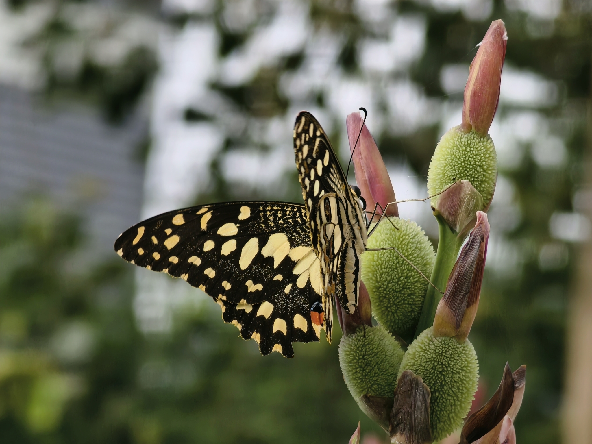 Lime Swallowtail