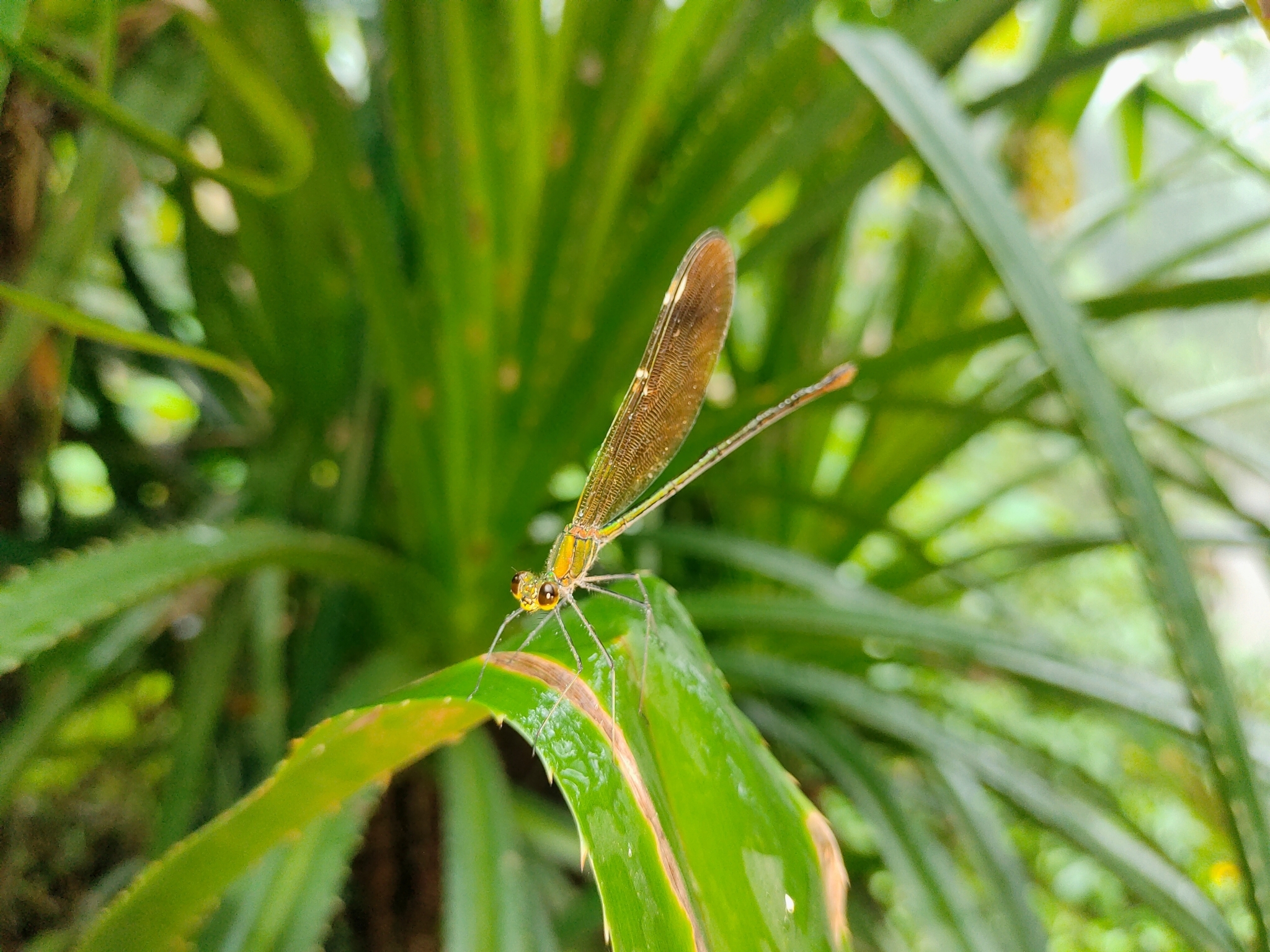 Green Metalwing