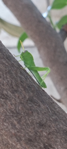 Egyptian Bird Grasshopper
