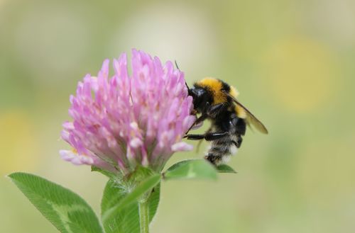 Large Garden Bumble Bee