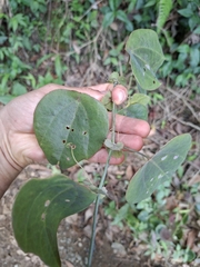 Passiflora guatemalensis, photograph (c) Daniel Mesa, some rights reserved (CC BY)