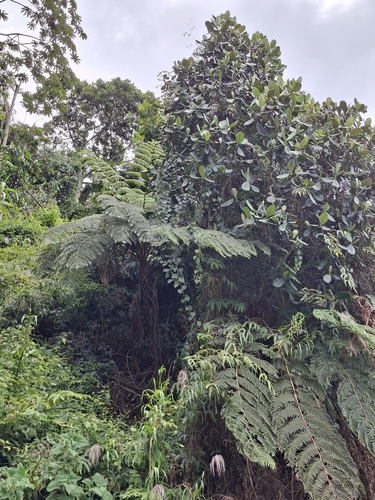 Passiflora guatemalensis, photograph 4