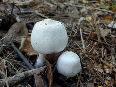 Agaricus approximans