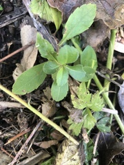 Veronica officinalis