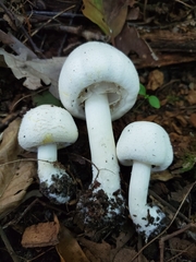 Agaricus approximans