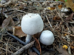 Agaricus approximans
