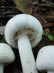Agaricus approximans
