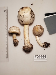 Agaricus approximans