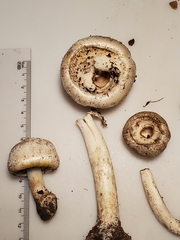 Agaricus approximans