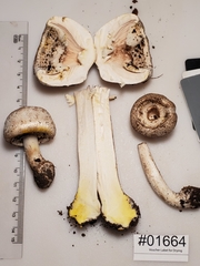 Agaricus approximans