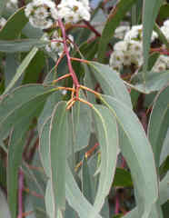 Eucalyptus sieberi