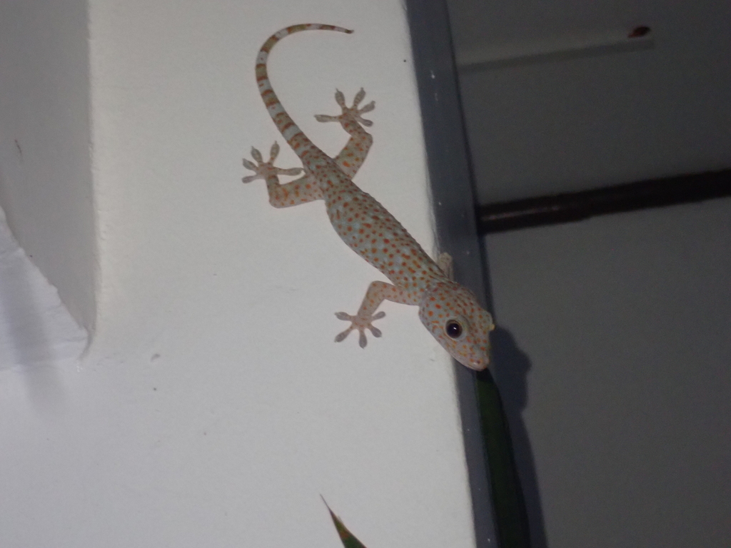 Tokay Gecko from Dalahikan, Samboan, Cebu, Philippines on July 7, 2025 ...