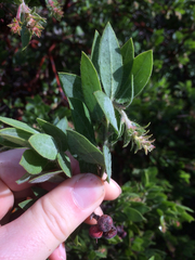 Arctostaphylos nortensis