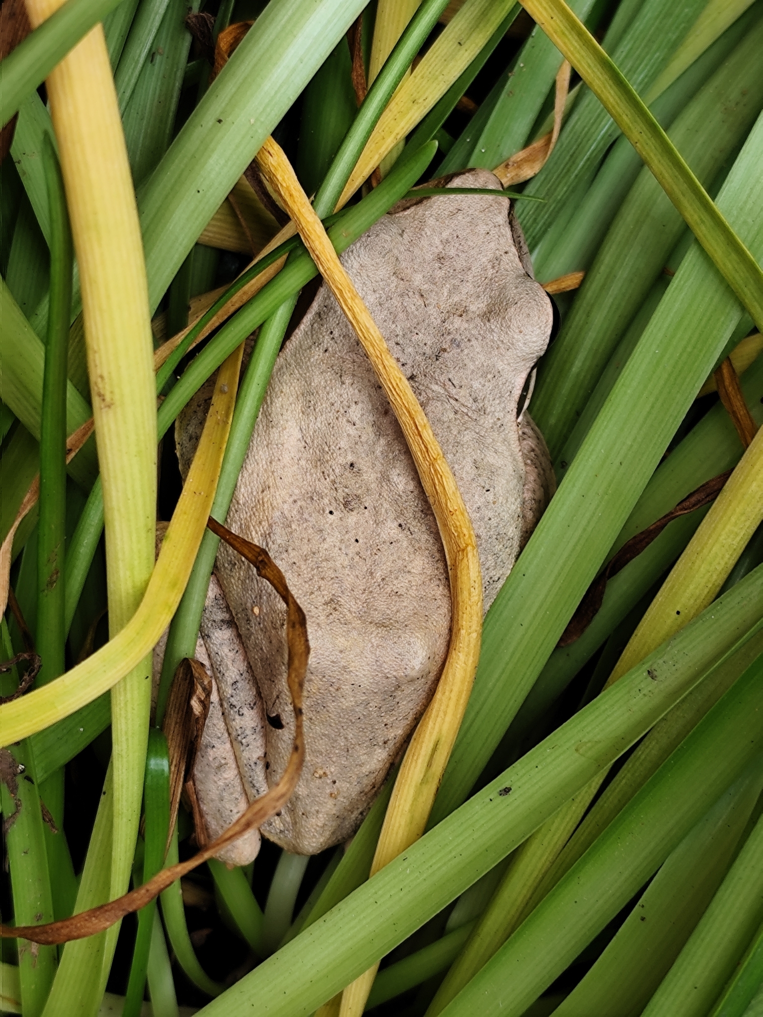 Big-Headed Whipping Frog