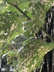 Xanthogaleruca luteola