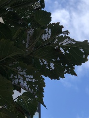 Xanthogaleruca luteola