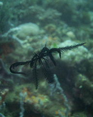 Feather Stars