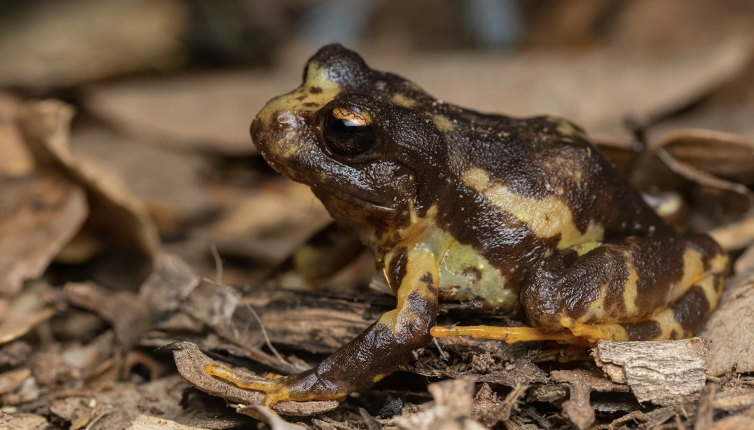 Eupsophus contulmoensis Ortiz, Ibarra-Vidal & Formas, 1989