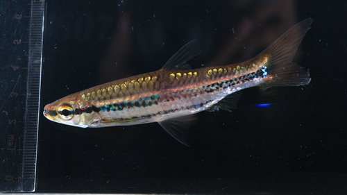 Porthole rasbora (Rasbora cephalotaenia) — Cyprinidae