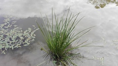 Eleocharis limosa