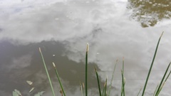 Eleocharis limosa