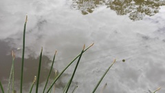 Eleocharis limosa