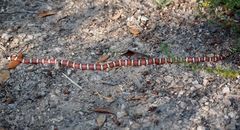Lampropeltis zonata