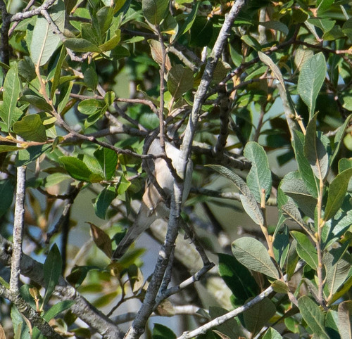 Western Subalpine Warbler (Curruca iberiae), photo 10