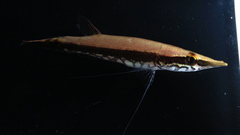 Crocodile Pikehead photo 3