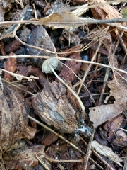Psathyrella amarescens