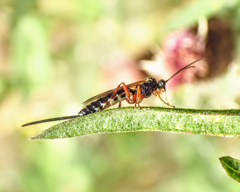 Scambus buolianae