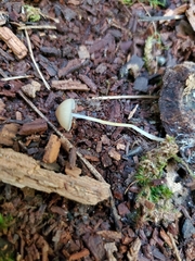 Psathyrella amarescens