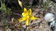 Cyanella lutea lutea