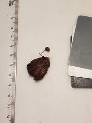 Psathyrella amarescens