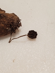 Psathyrella amarescens