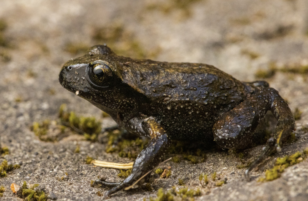 Alsodes cantillanensis Charrier, Correa-Quezada, Castro & Méndez-Torres, 2015
