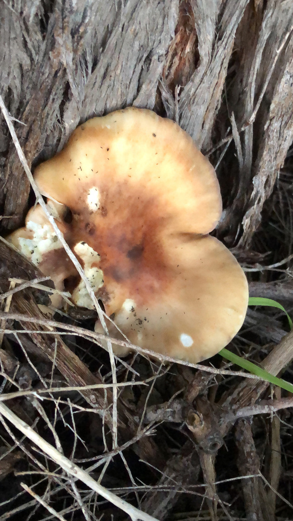 Omphalotus nidiformis · July 2025 · photo: © rob_beattie1 (iNaturalist, cc-by)