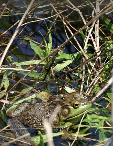 American Bullfrog