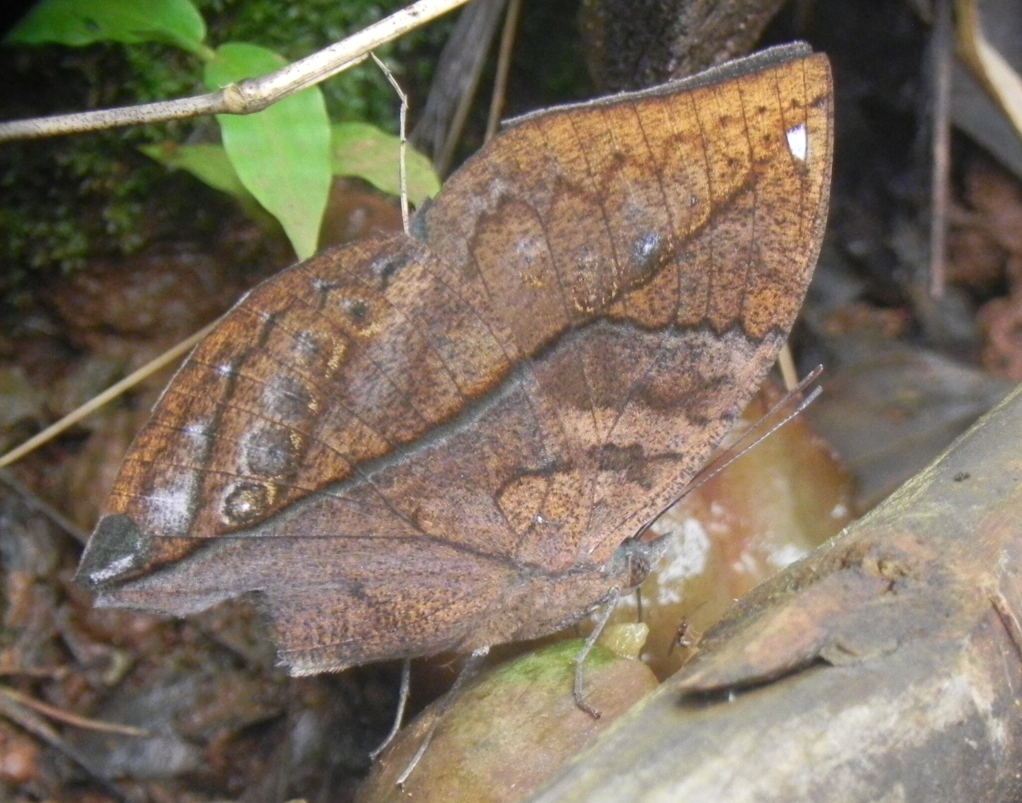 Sahyadri Blue Oakleaf