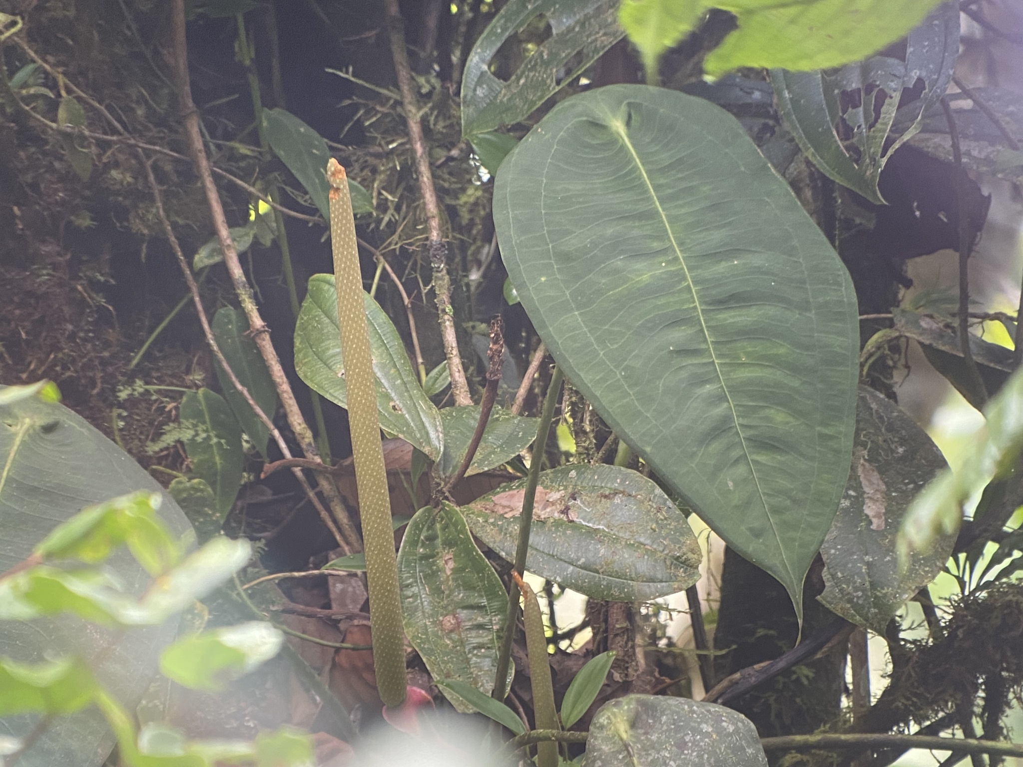 Anthurium peltigerum