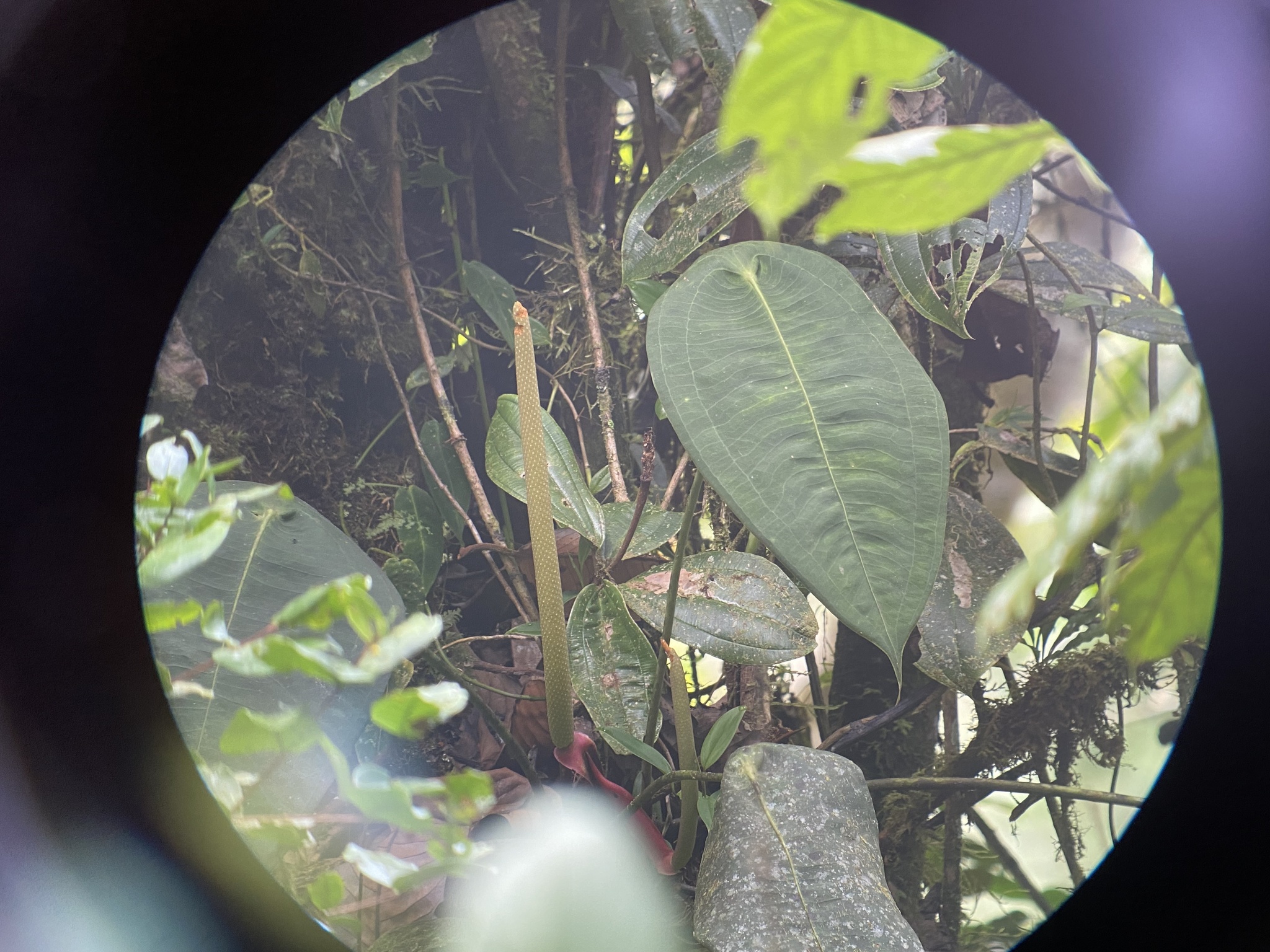 Anthurium peltigerum Sodiro 2